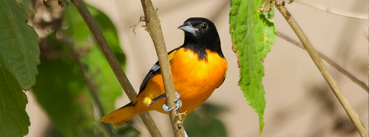 Picture of a orioles in the woods of Baltimore County near where we provide flooring services