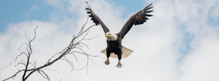 Picture of a Harford County Maryland Bald Eagle landing high in the tree tops near where we provide flooring services